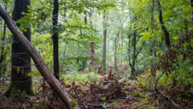 Wälder mit Totholz
