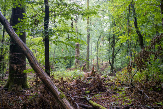 Wälder mit Totholz