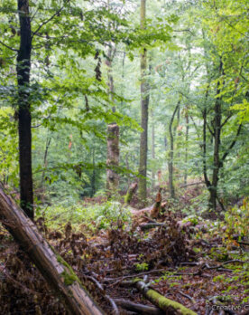 Wälder mit Totholz